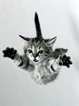 pic for flying cat